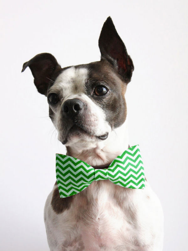 dogtie